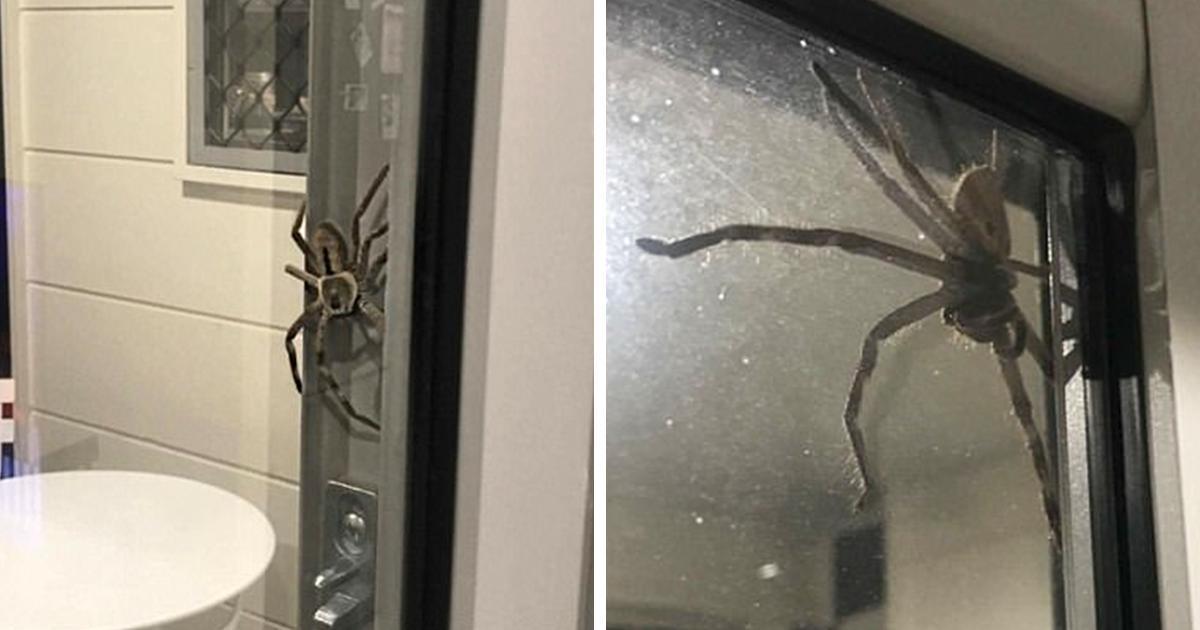 Une araignée gigantesque détient un couple en otage dans leur maison.