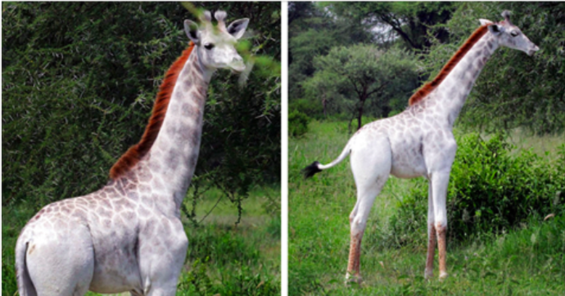 Une rare girafe blanche repérée en Tanzanie et elle est sublime !