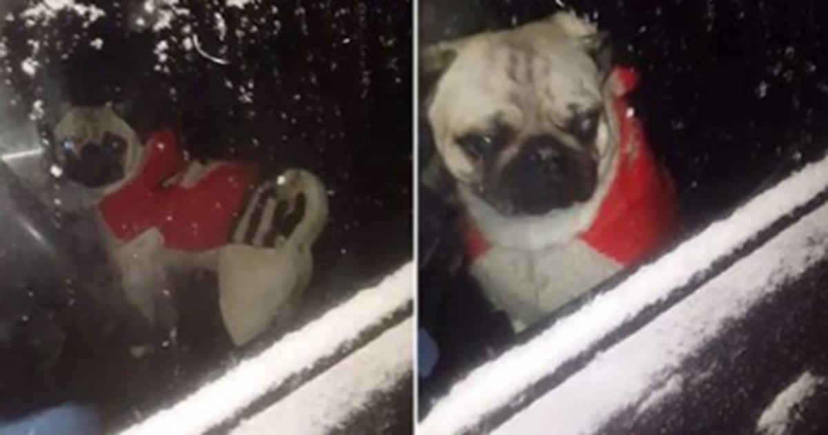 Un pug aide sa propriétaire qui a oublié ses clés dans son véhicule en pleine tempête de neige