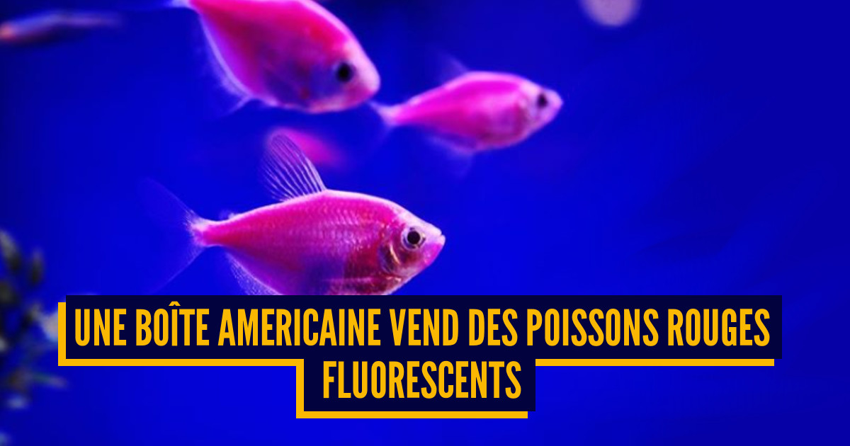 Top 7 des animaux génétiquement modifiées par l’homme, tiens si on faisait un poisson rouge fluorescent ?