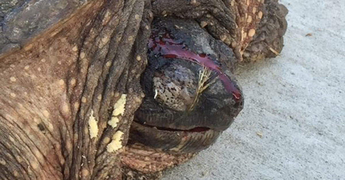 Une tortue survit après avoir été poignardée avec un tourne vis