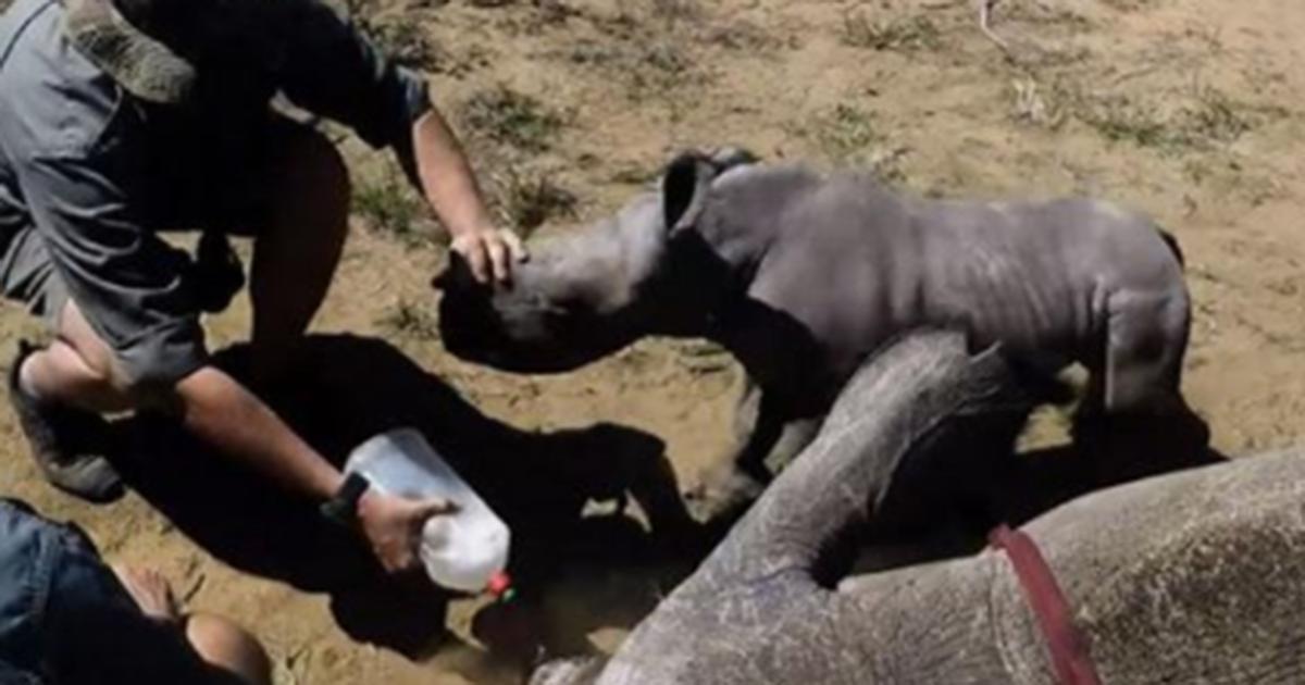 Un bébé rhinocéros défend sa maman endormie par des humains
