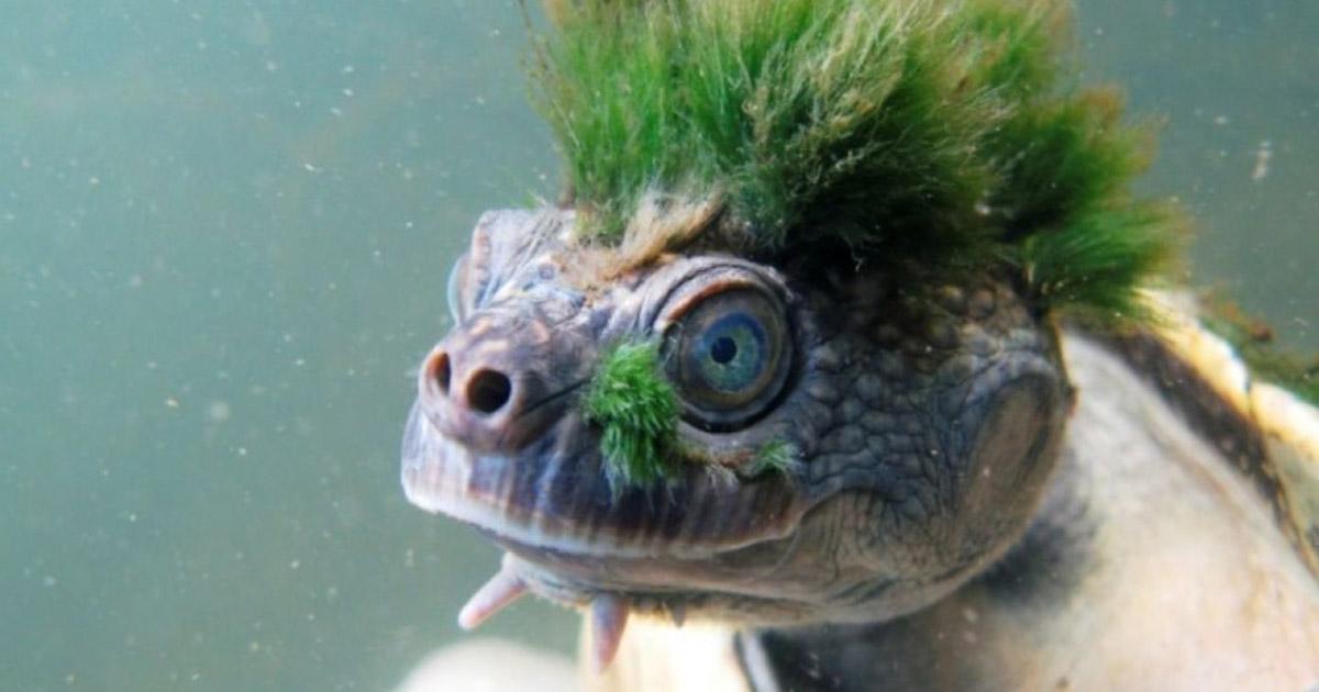 Une tortue «punk» rejoint la liste des espèces menacées