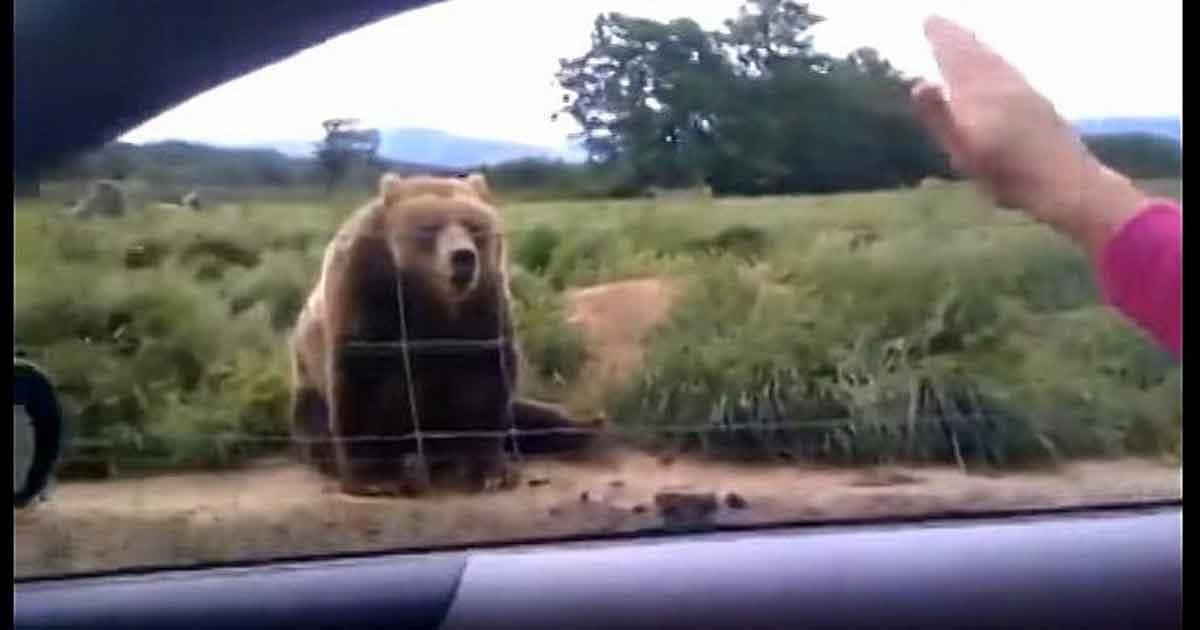 Une femme salue un ours à partir de sa voiture. Maintenant, regardez bien sa réaction imprévisible.