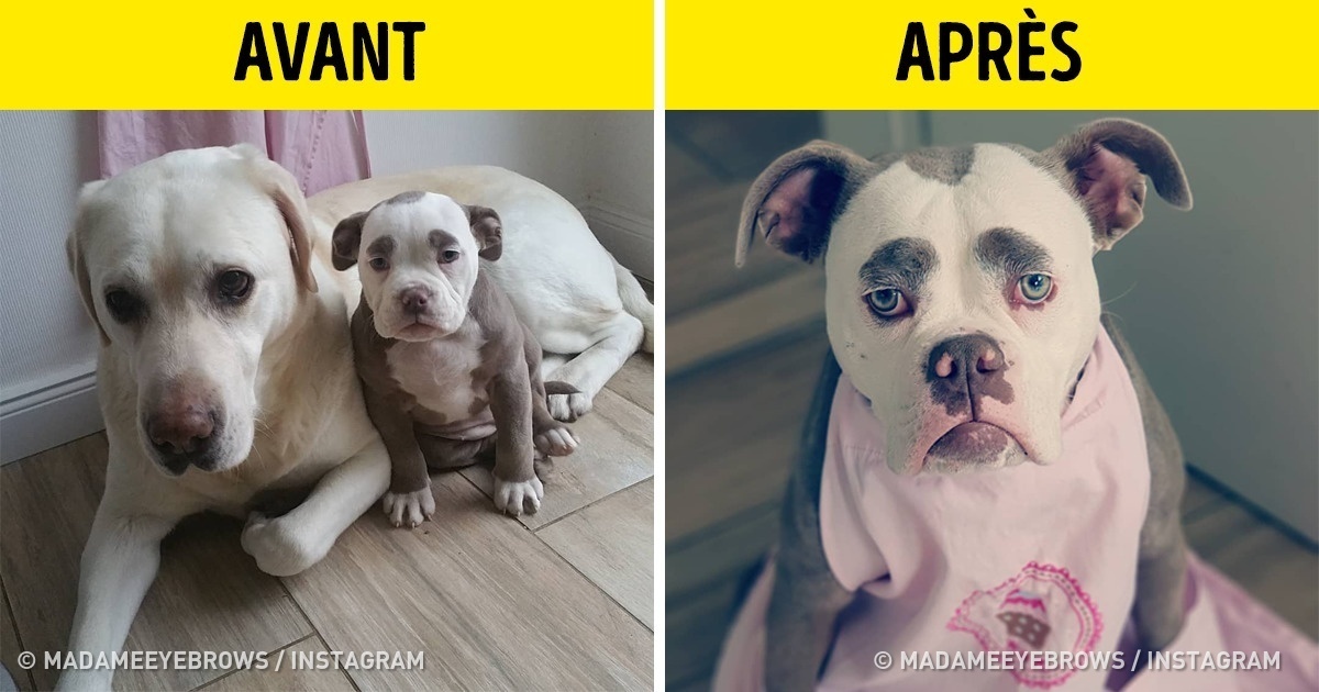 15 photos de chiens, après un rendez-vous chez le toiletteur, qui te donneront envie d’adopter un animal