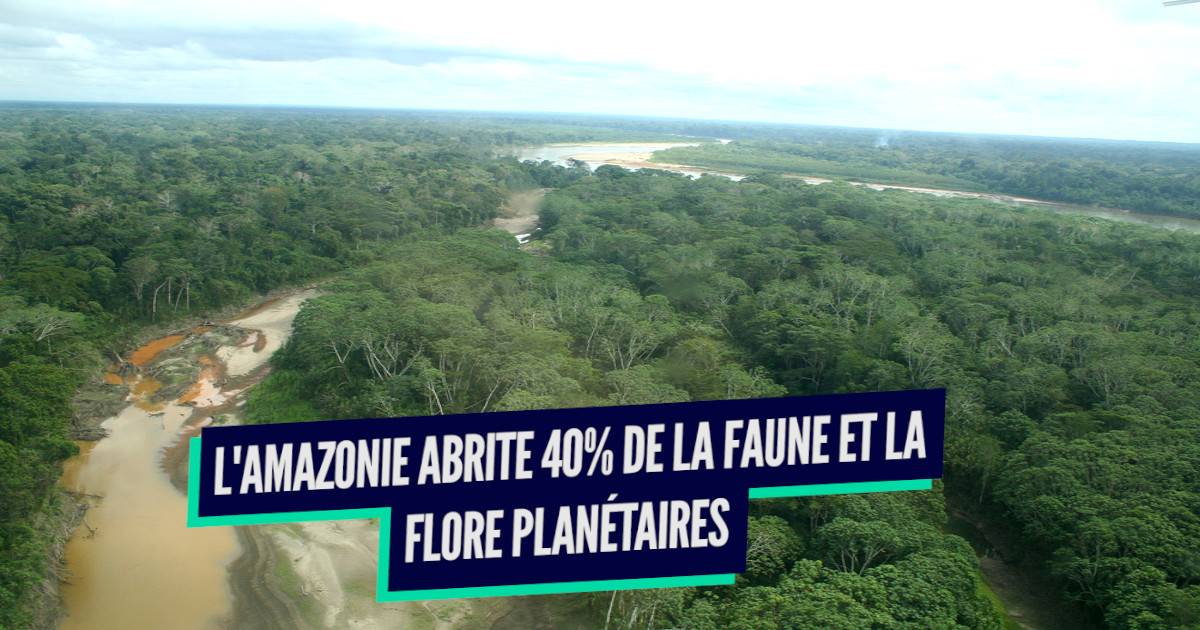 Top 10 des raisons pour lesquelles l’Amazonie est si importante, le poumon de la planète