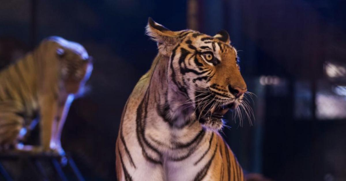 Les animaux sauvages seront désormais interdits dans les cirques d’ici 2024 au Portugal.