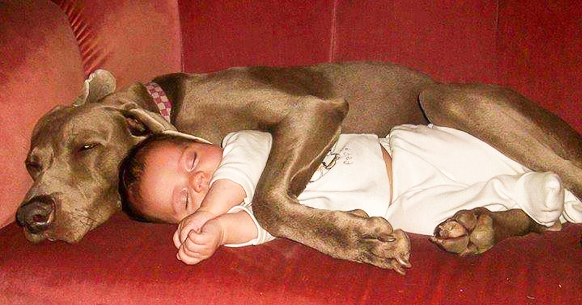 23 Photos qui prouvent que n’importe quel enfant devrait avoir un animal de compagnie (nouvelles images)