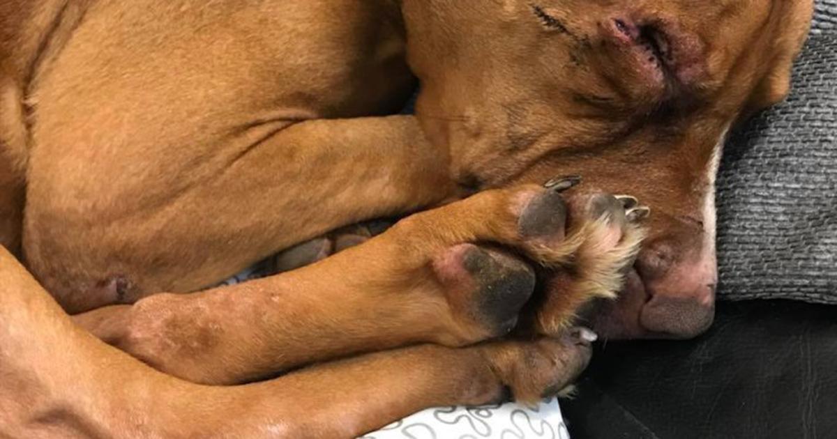 Une chienne trouvée entre la vie et la mort après avoir été abandonnée