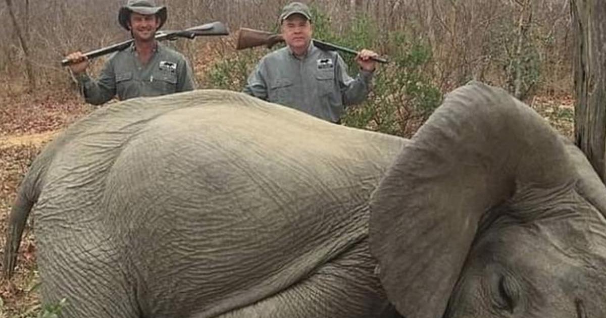 Cet homme d’affaires tue deux éléphants avec un braconnier et fournit une excuse lamentable.