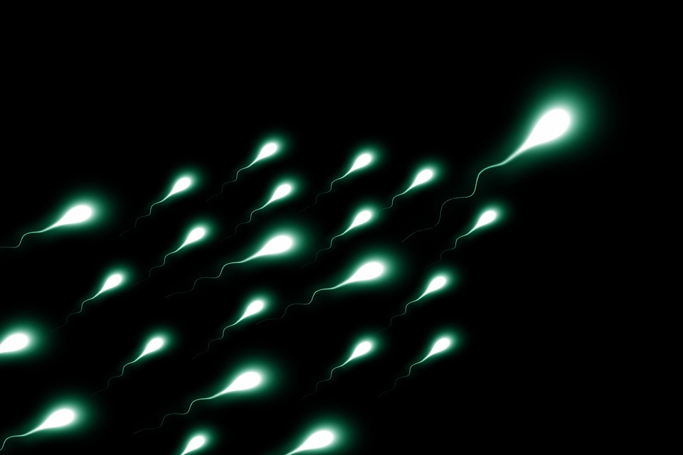 Le sperme plus “vieux” engendrerait une progéniture en meilleure santé ! – SciencePost