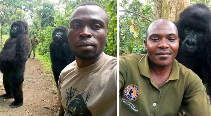 Les gorilles survivants du braconnage posent pour des selfies avec des rangers au Congo