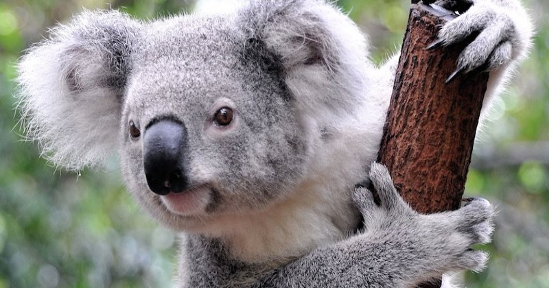 Les koalas feraient désormais partie des espèces « fonctionnellement éteintes »