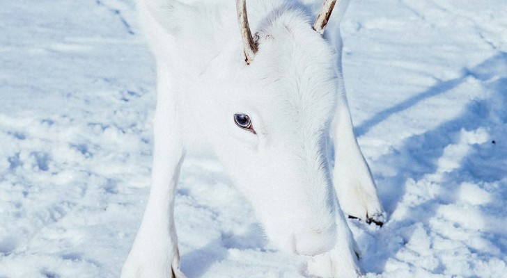 Un photographe chanceux se retrouve face à face avec un spécimen très rare de renne blanc : le voici dans toute sa candeur