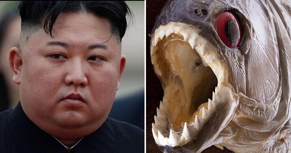 Kim Jong-Un aurait «exécuté un général en le jetant dans un aquarium rempli de piranhas»