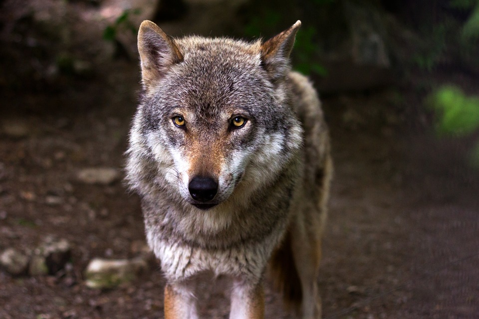 Jusqu’à 100 loups pourront être abattus cette année en France