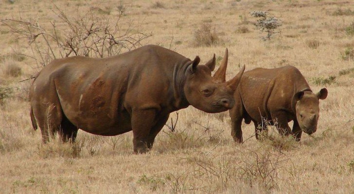 Le Kenya instaure la peine de mort contre le braconnage pour sauver des animaux menacés d’extinction