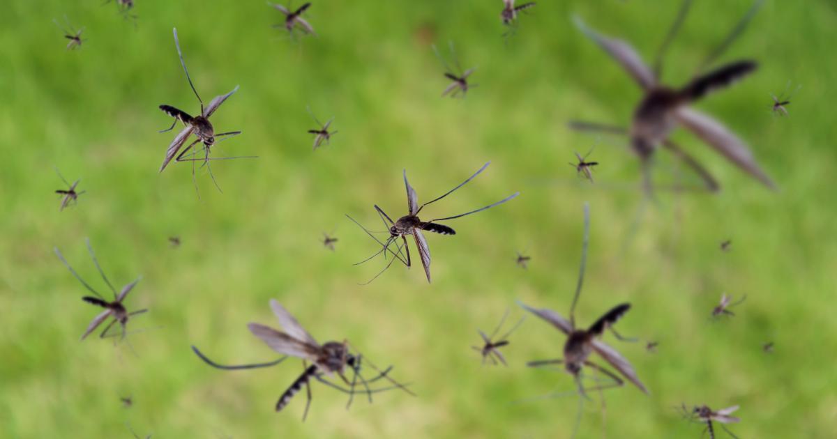 Le Québec frappé par les premiers cas d’insectes qui sont infectés par le virus du Nil.