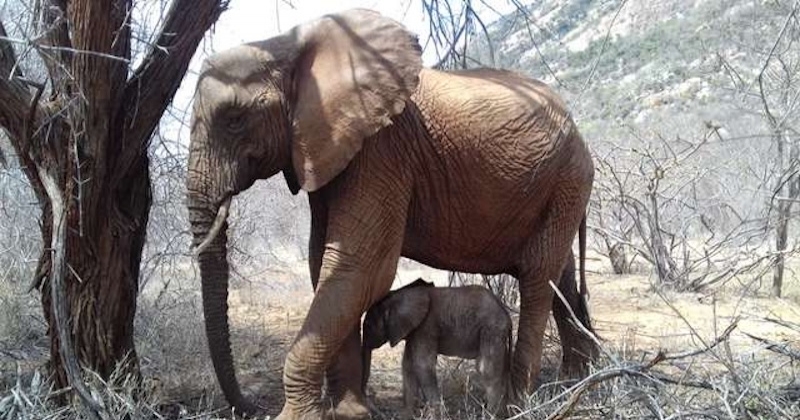 Fidèle au refuge qui l’a sauvé, cette maman éléphant qui leur rend visite tous les mois, leur présente son bébé