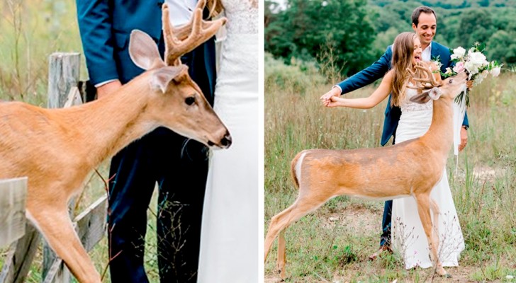 Un cerf fait irruption lors d’une séance de photo de mariage : les photos sont à la fois amusantes et adorables.