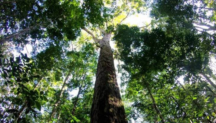 Le plus grand arbre d’Amazonie vient d’être découvert