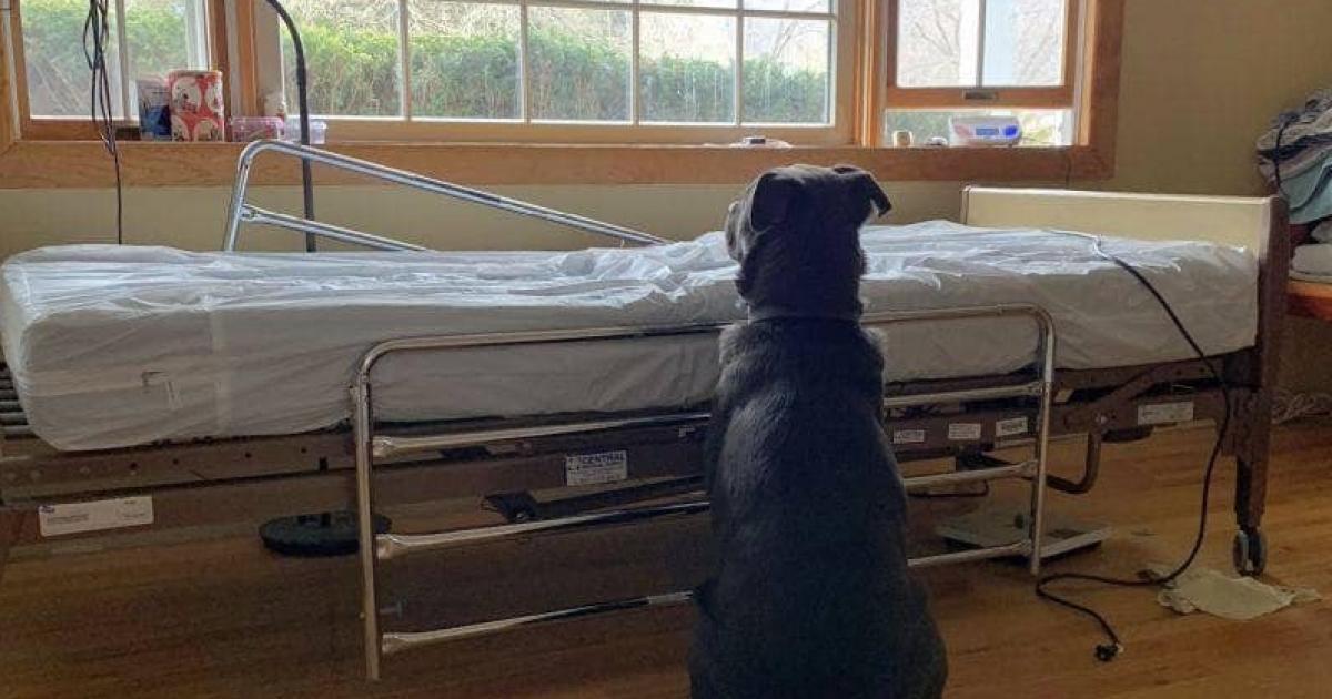 Fidèle à son propriétaire qui ne reviendra jamais, ce chien attend inlassablement près du lit d’hôpital vide de son humain
