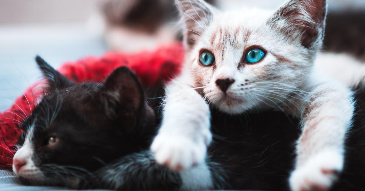 Une étude indique que les chats s’attachent à nous comme si on était leurs parents