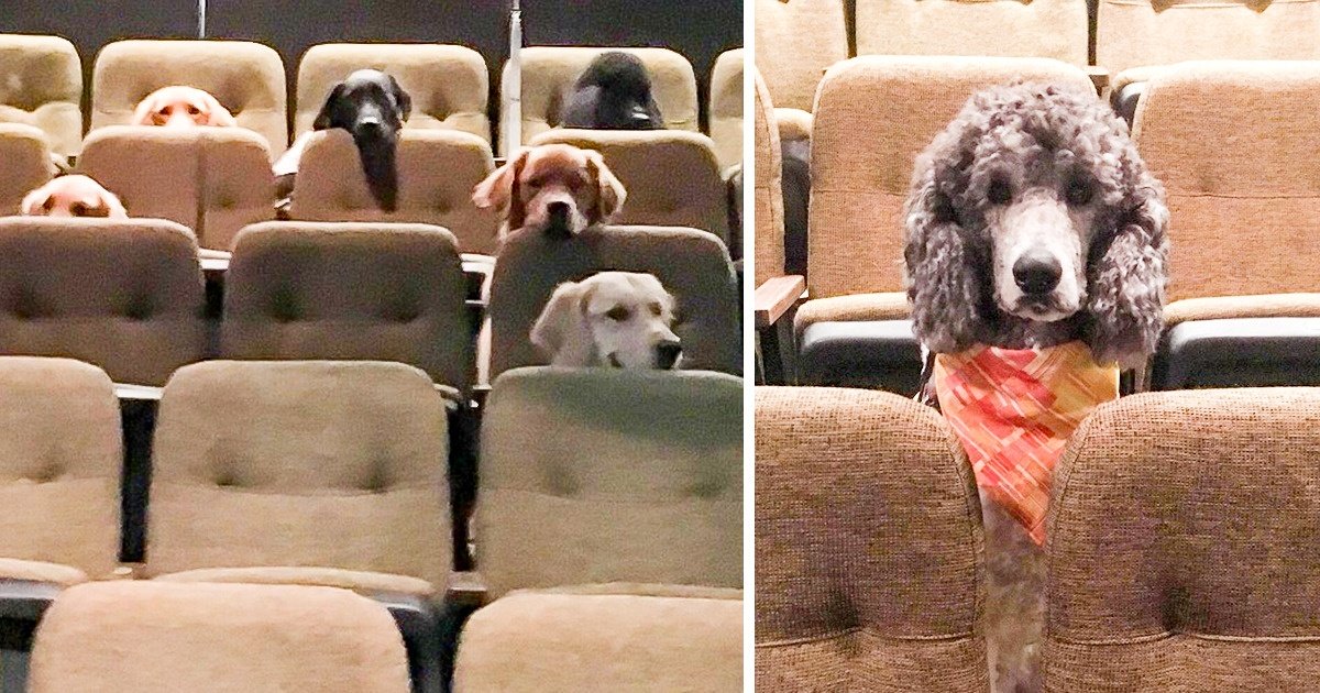 Des chiens-guides ont assisté à une pièce de théâtre dans le cadre de leur entraînement et nous trouvons ça fantastique