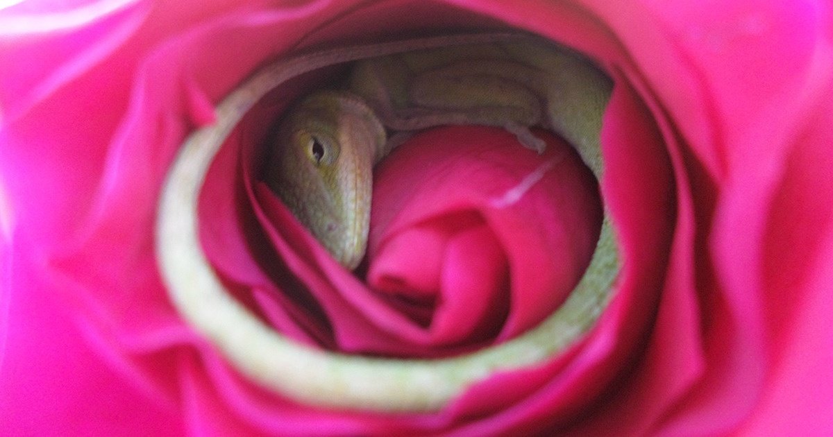 Un lézard s’est endormi dans une rose : ces photos égayeront ta journée