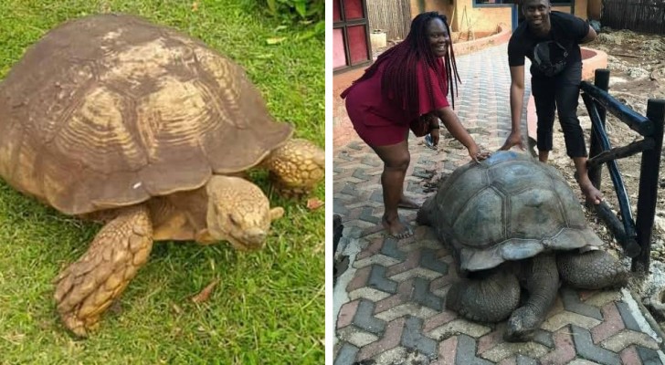 La tortue Alagba s’en est allée : elle avait 344 ans et c’était le plus vieil animal terrestre de la planète