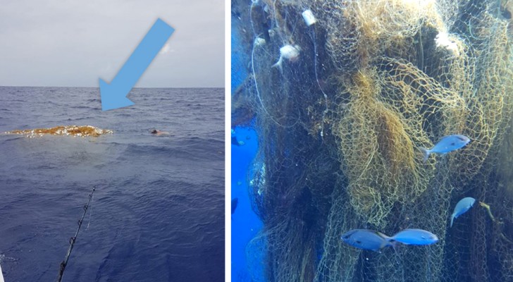 Ils trouvent un énorme amas de filets de pêche à la dérive : à l’intérieur de dizaines de requins pris au piège dans un étau mortel