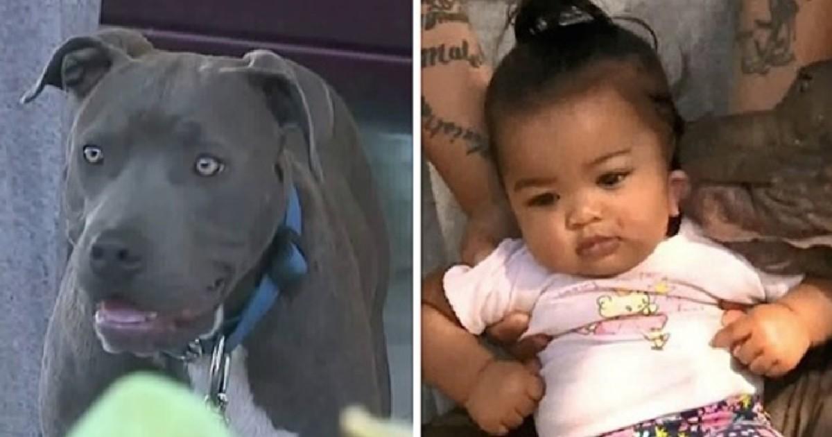 Un pitbull sauve un enfant de 7 mois d’une maison en feu en le tirant par sa couche