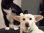 Video: Cat sneaks behind a dog and considers whether to attack | Daily Mail Online