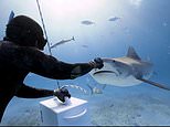 Video: Free diver hand-feeds tiger shark near Grand Bahama Island | Daily Mail Online