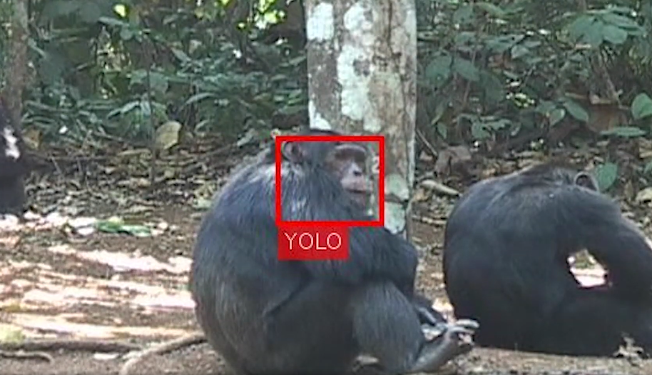 Une IA de reconnaissance faciale parvient à différencier des chimpanzés !
