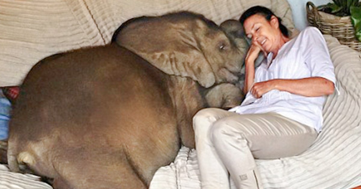 Une femme a secouru un bébé éléphant, et maintenant, il l’aime tellement qu’il la suit partout