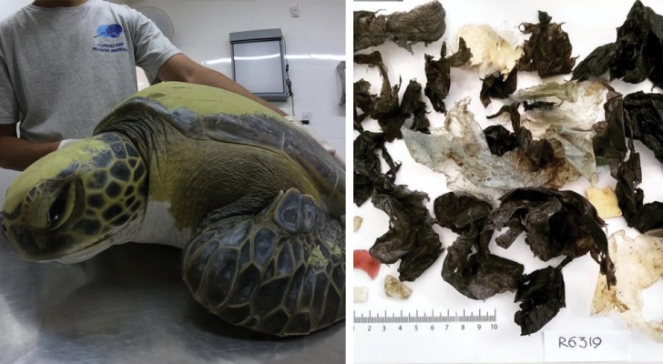 Une tortue sauvée en mer a continué à expulser du plastique pendant des semaines
