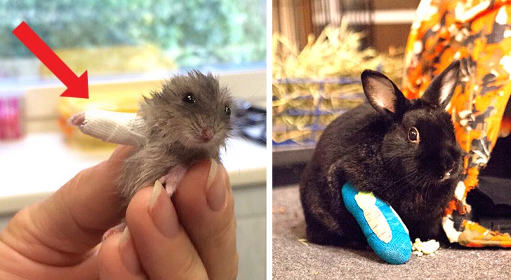 Ces 6 petits animaux aux mini-bandages aux pattes montrent le côté le plus adorable du travail vétérinaire