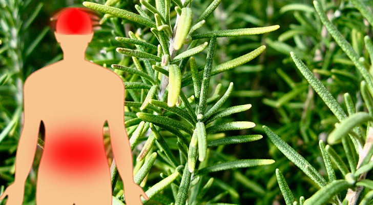 Les 7 bienfaits du romarin, une plante utile pour améliorer la concentration et la digestion