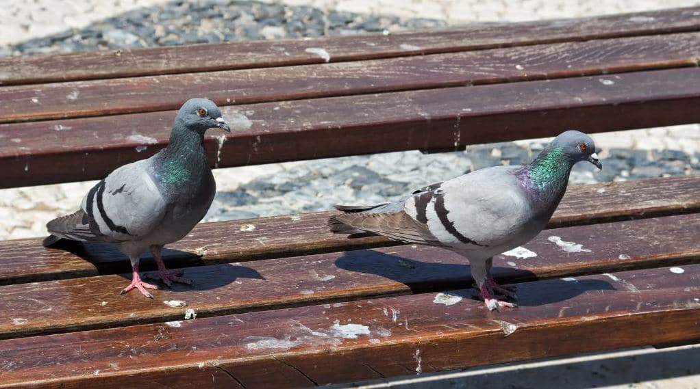 Pigeons : Comment nettoyer les fientes d’oiseaux et empêcher leur retour