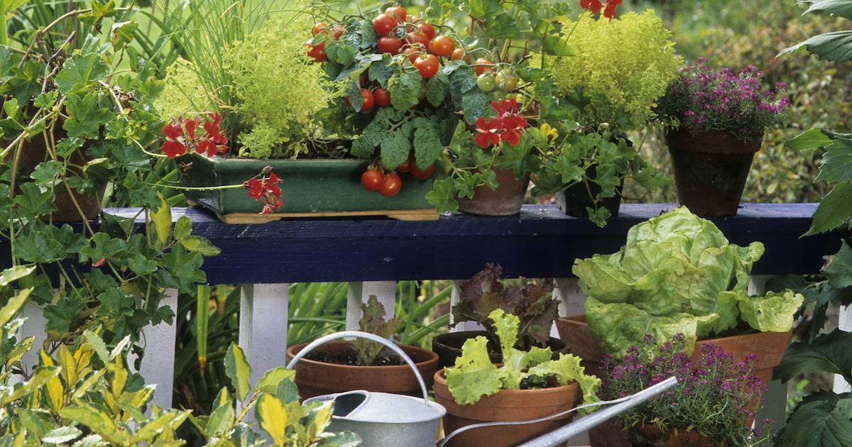 15 Fruits et légumes qui sont faciles à cultiver en bac sur un balcon