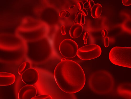 6 plantes médicinales pour purifier le sang – Améliore ta Santé