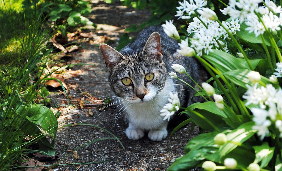 6 astuces pour éloigner les chats du jardin ou potager