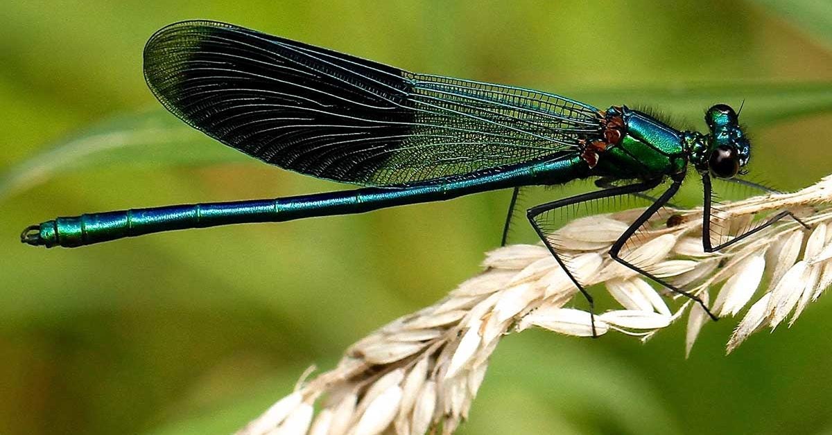 Une libellule peut manger des centaines de moustiques quotidiennement : voila comment l’attirer dans votre jardin