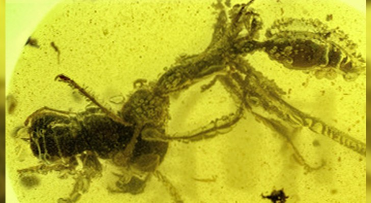 Découverte du fossile d’une ‘fourmi infernale’ dévorant sa proie, un ‘repas’ figé depuis 99 millions d’années