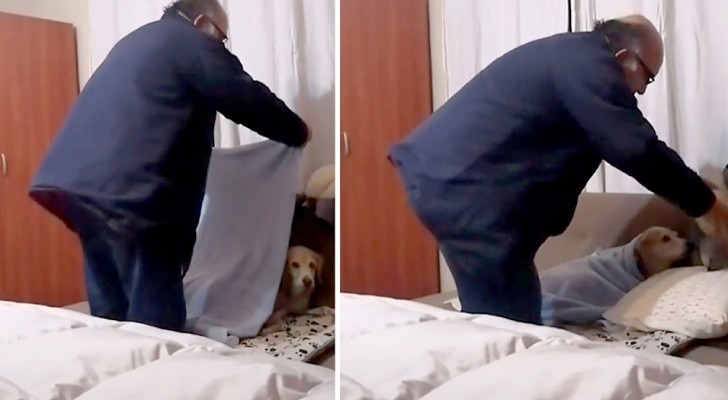 Cet homme ne voulait pas de chiens à la maison : maintenant, il met sa Labrador au lit tous les soirs comme si c’était sa fille