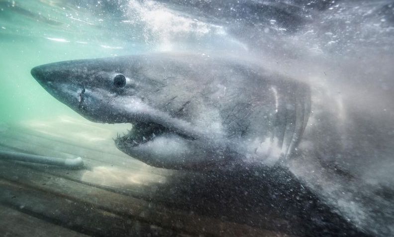 Des chercheurs marquent l’un des plus vieux grands requins blancs jamais vus