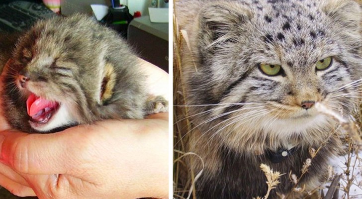 Un fermier trouve quatre chatons dans l’étable mais découvre ensuite que ce sont des individus rares de chats sauvages