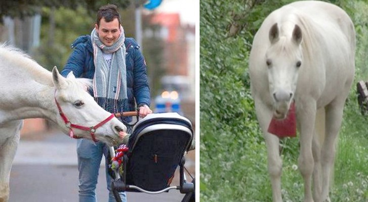 Un cheval blanc se promène tous les jours seul dans les rues de son quartier : il est maintenant une célébrité locale