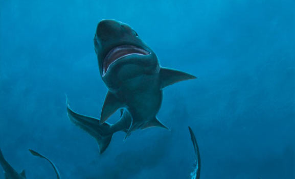Une nouvelle pépinière de requins préhistoriques identifiée au États-Unis